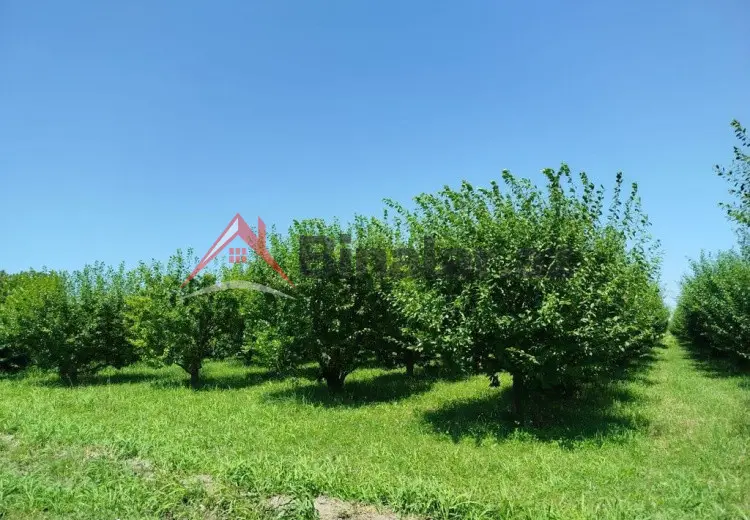 101 sot Torpaq Satılır, Quba