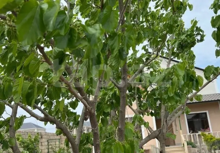 3 otaqlı mənzil , Bakı