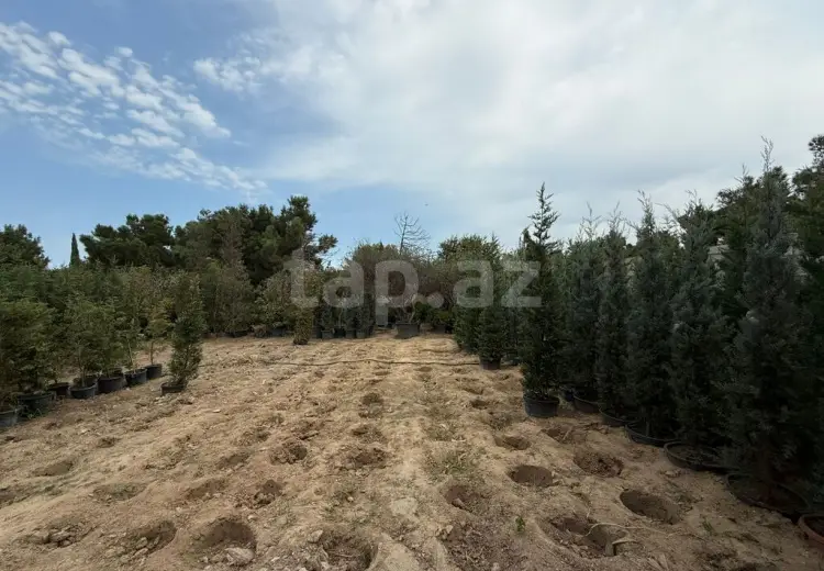 0 m² Obyekt / Ofis , Buzovna, Xəzər, Bakı