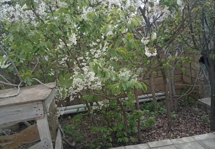 3 otaqlı mənzil , Saray, Abşeron