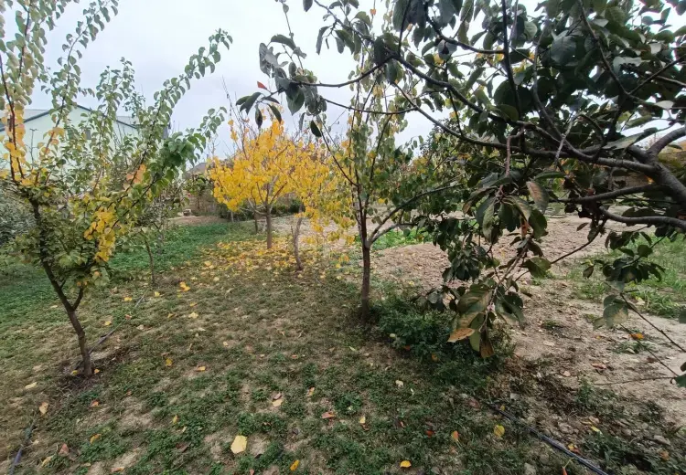 0 m² Obyekt / Ofis , Saray, Abşeron