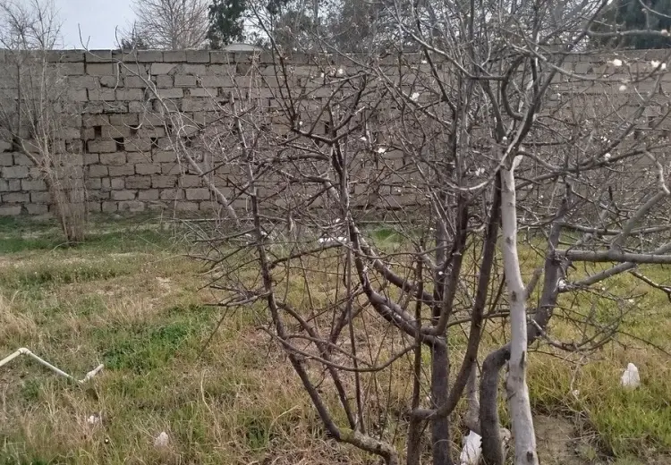 5.5 sot Torpaq Satılır, Goradil, Abşeron