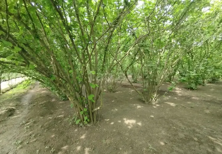 3 otaqlı mənzil , Xudat