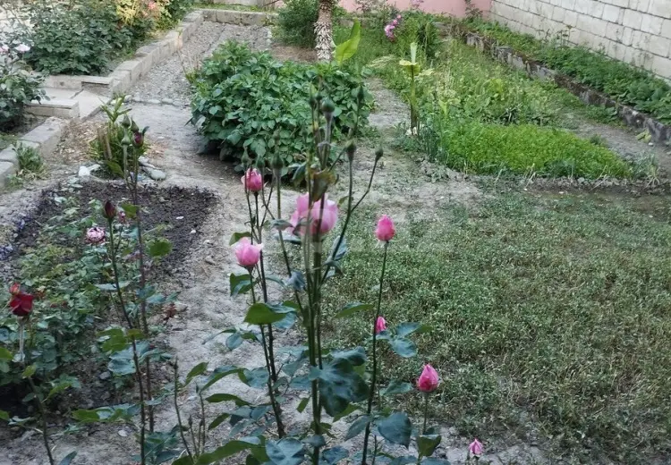 3 otaqlı mənzil , Xudat