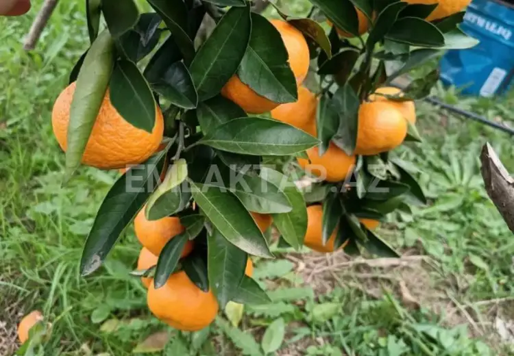35 sot Torpaq Satılır, Ağstafa