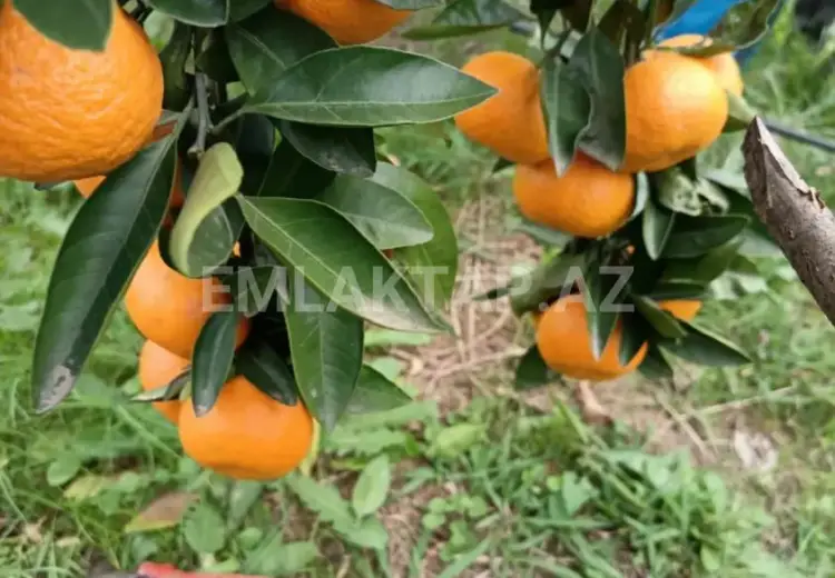 35 sot Torpaq Satılır, Ağstafa
