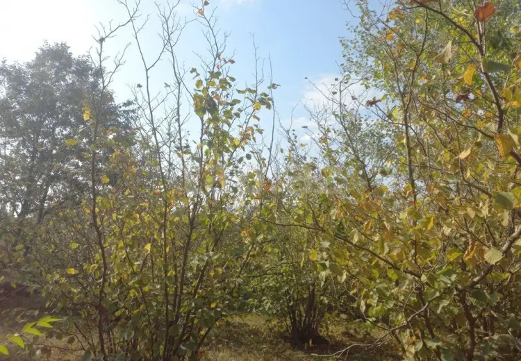 0 m² Obyekt / Ofis , Xaçmaz