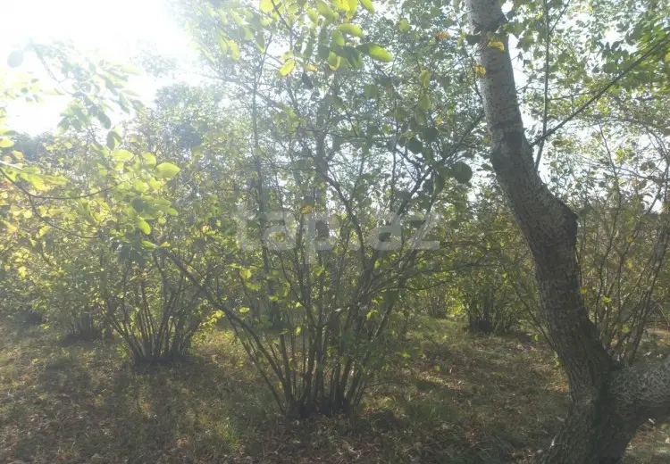 0 m² Obyekt / Ofis , Xaçmaz