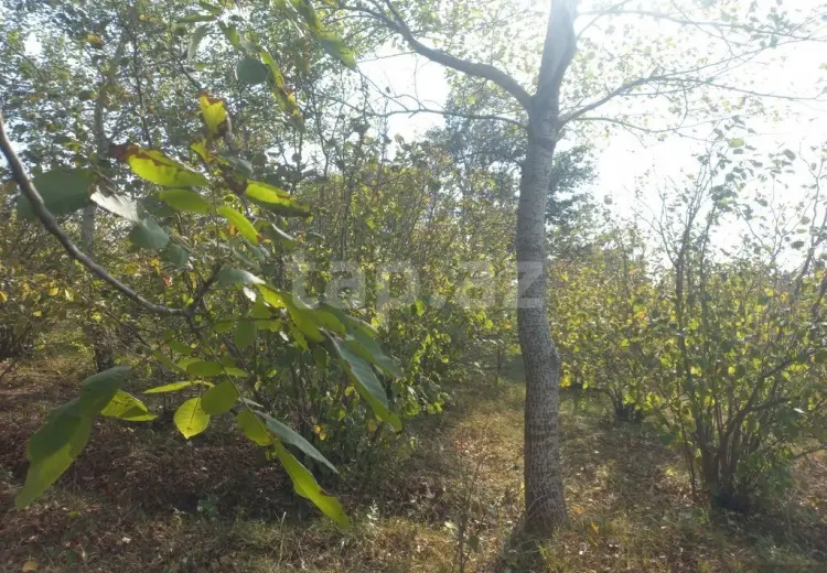 0 m² Obyekt / Ofis , Xaçmaz