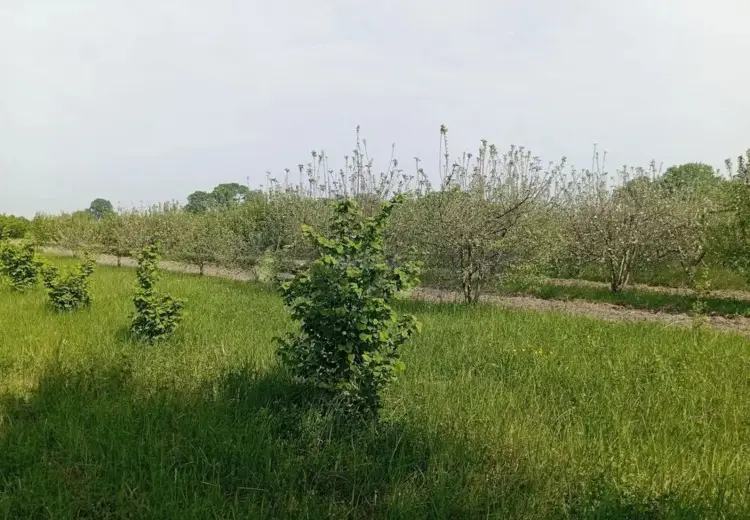 26 sot Torpaq Satılır, Nizami, Bakı