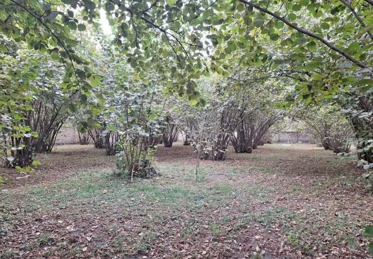 33 sot Torpaq Satılır, Qəbələ