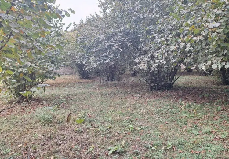 33 sot Torpaq Satılır, Qəbələ