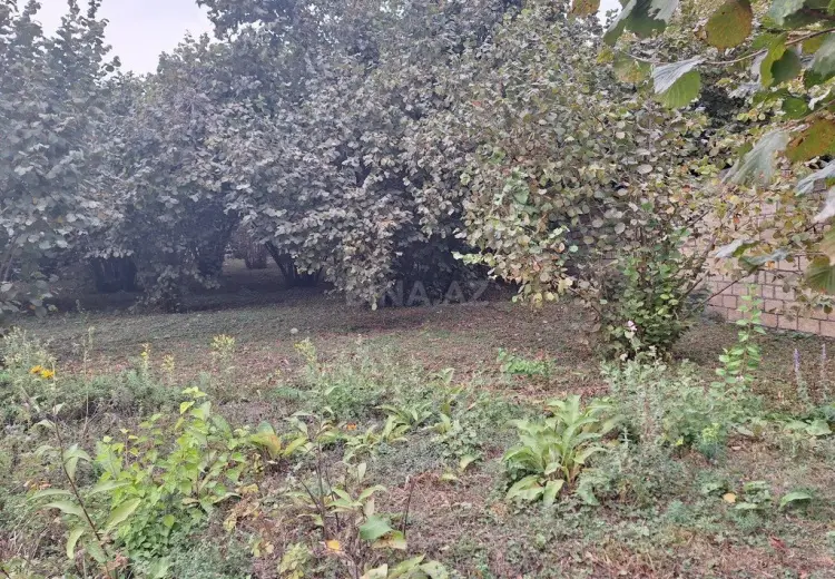 33 sot Torpaq Satılır, Qəbələ