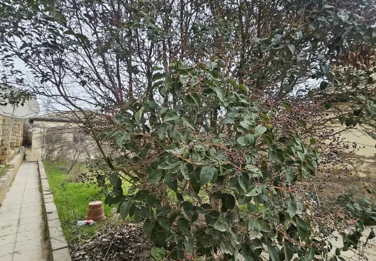 6 sot Torpaq Satılır, Badamdar qəs., Səbail, Bakı