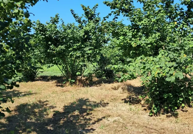 100 sot Torpaq Satılır, Xaçmaz