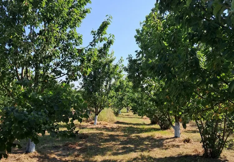 100 sot Torpaq Satılır, Xaçmaz