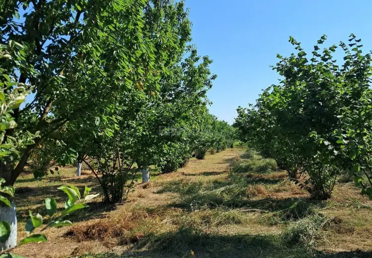 100 sot Torpaq Satılır, Xaçmaz