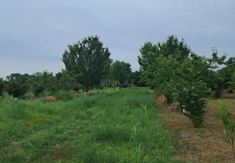 100 sot Torpaq Satılır, Xaçmaz