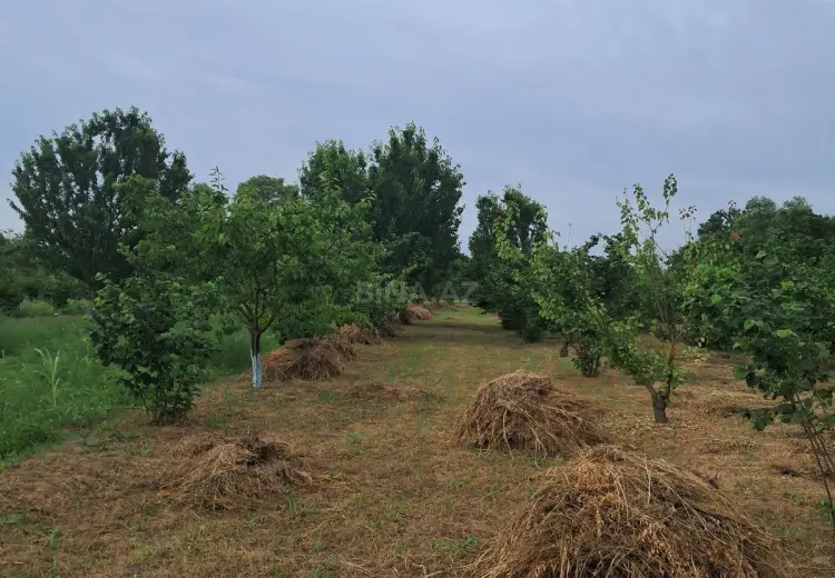 100 sot Torpaq Satılır, Xaçmaz