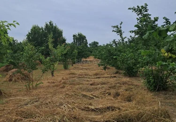 100 sot Torpaq Satılır, Xaçmaz