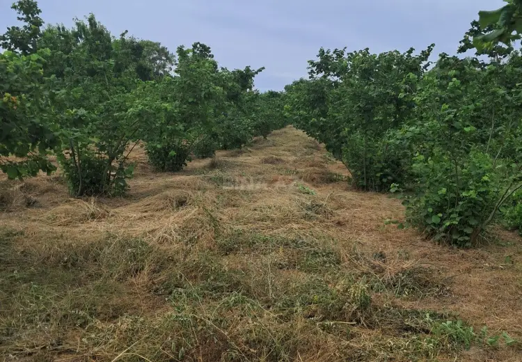 100 sot Torpaq Satılır, Xaçmaz