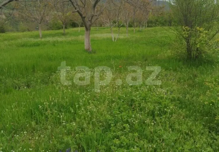 0 m² Obyekt / Ofis , Qusar