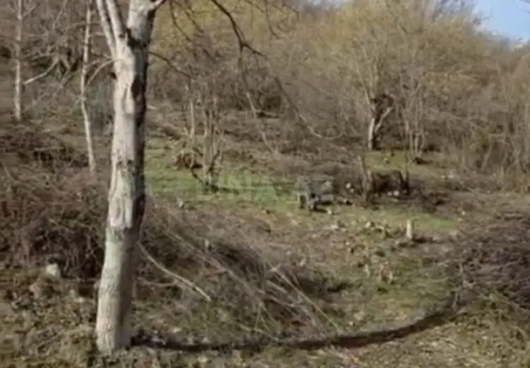 8 sot Torpaq Satılır, Qusar
