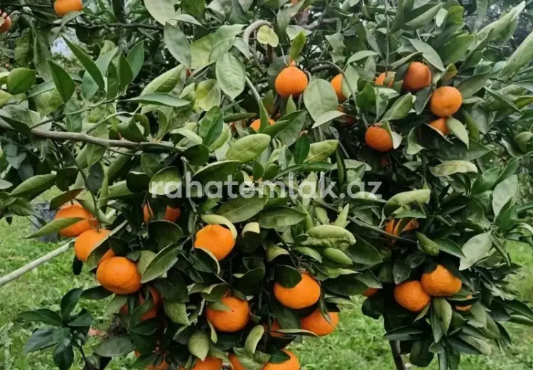0 sot Torpaq Satılır, Astara