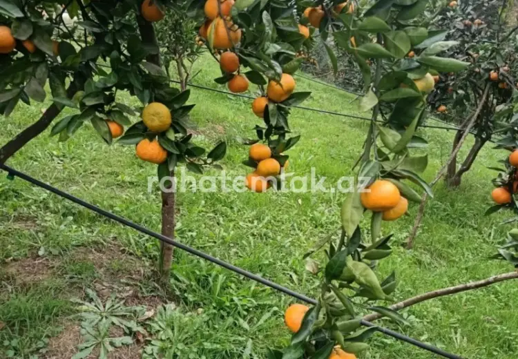 0 sot Torpaq Satılır, Astara