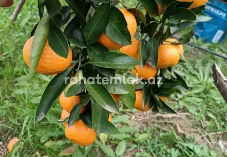 0 sot Torpaq Satılır, Ağstafa