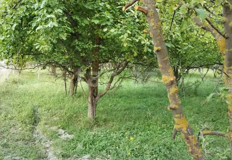 0 m² Obyekt / Ofis , Quba