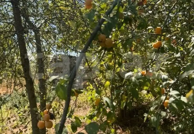 3 otaqlı mənzil , Şamaxı