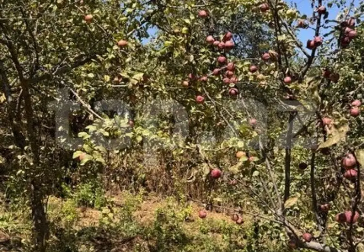 3 otaqlı mənzil , Şamaxı