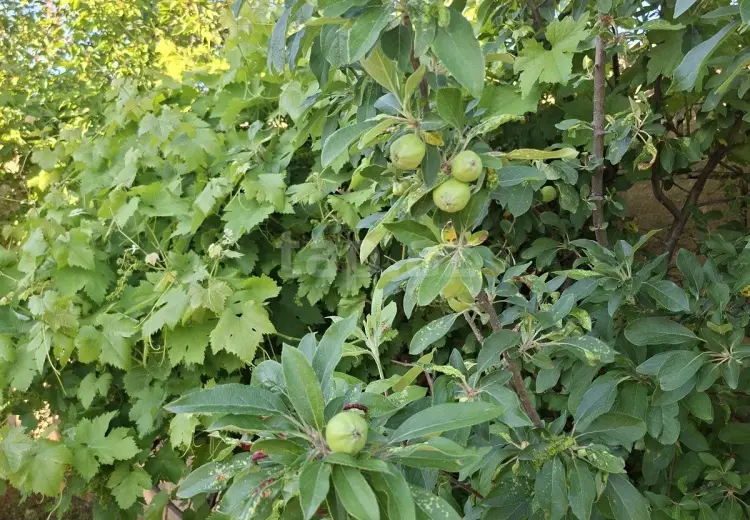 3 otaqlı mənzil , Xızı