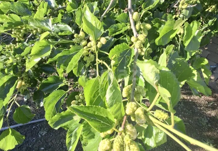 3 otaqlı mənzil , Xızı