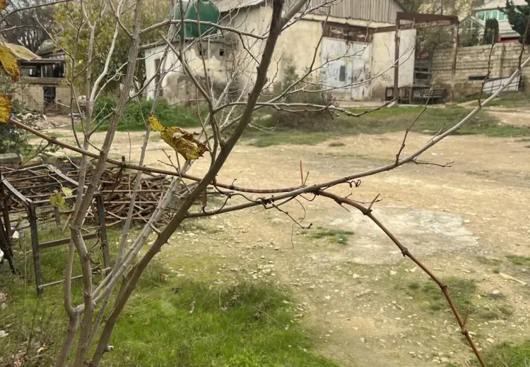 15 sot Torpaq Satılır, Şıxov qəs., Səbail, Bakı