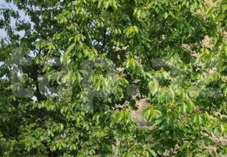 3 otaqlı mənzil , Xaçmaz