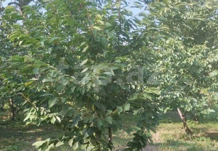 3 otaqlı mənzil , Xaçmaz