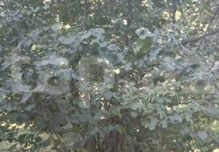 3 otaqlı mənzil , Xaçmaz