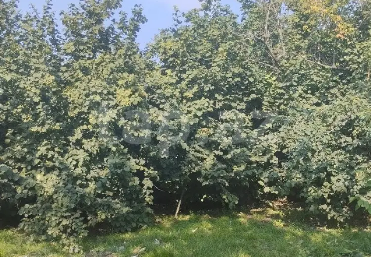 3 otaqlı mənzil , Xaçmaz