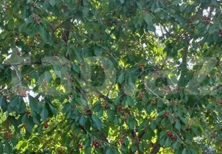 3 otaqlı mənzil , Xaçmaz