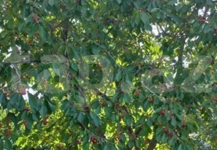 3 otaqlı mənzil , Xaçmaz