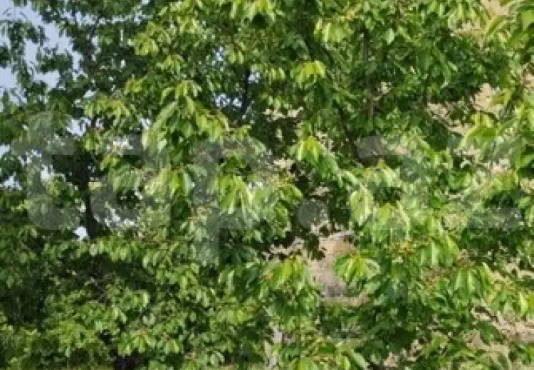 3 otaqlı mənzil , Xaçmaz