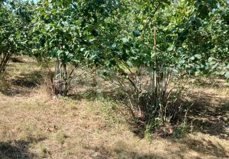 0 m² Obyekt / Ofis , Xudat