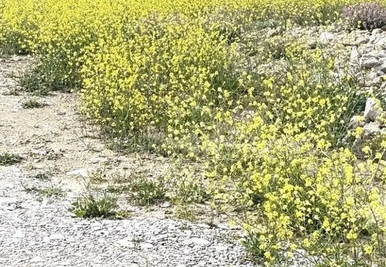 7 sot Torpaq Satılır, Şıxov qəs., Səbail, Bakı