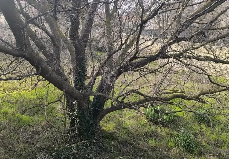 25 sot Torpaq Satılır, Novxanı, Abşeron