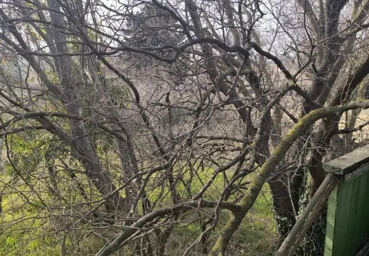 25 sot Torpaq Satılır, Novxanı, Abşeron