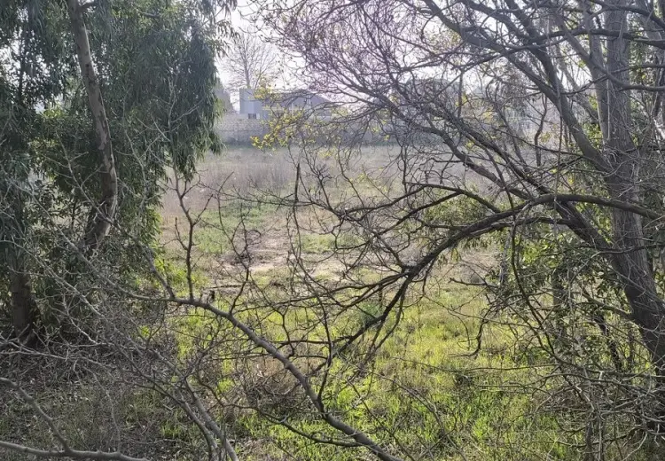 25 sot Torpaq Satılır, Novxanı, Abşeron