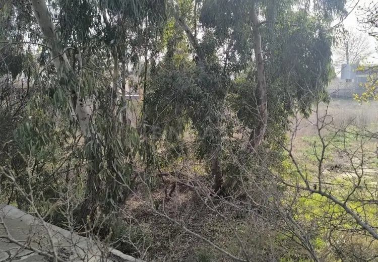 25 sot Torpaq Satılır, Novxanı, Abşeron