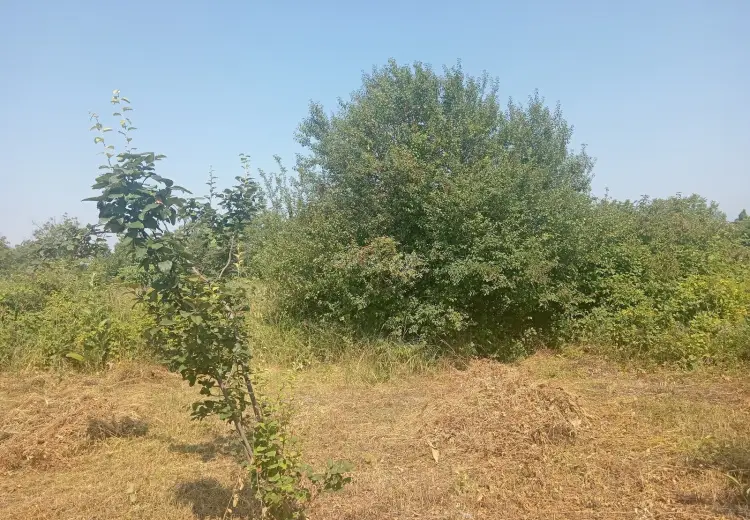 36 sot Torpaq Satılır, Qəbələ